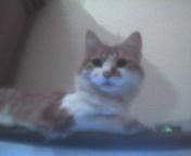 c mon chat lachez vos comm